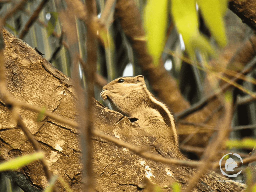 Squirrel feeding on tree top