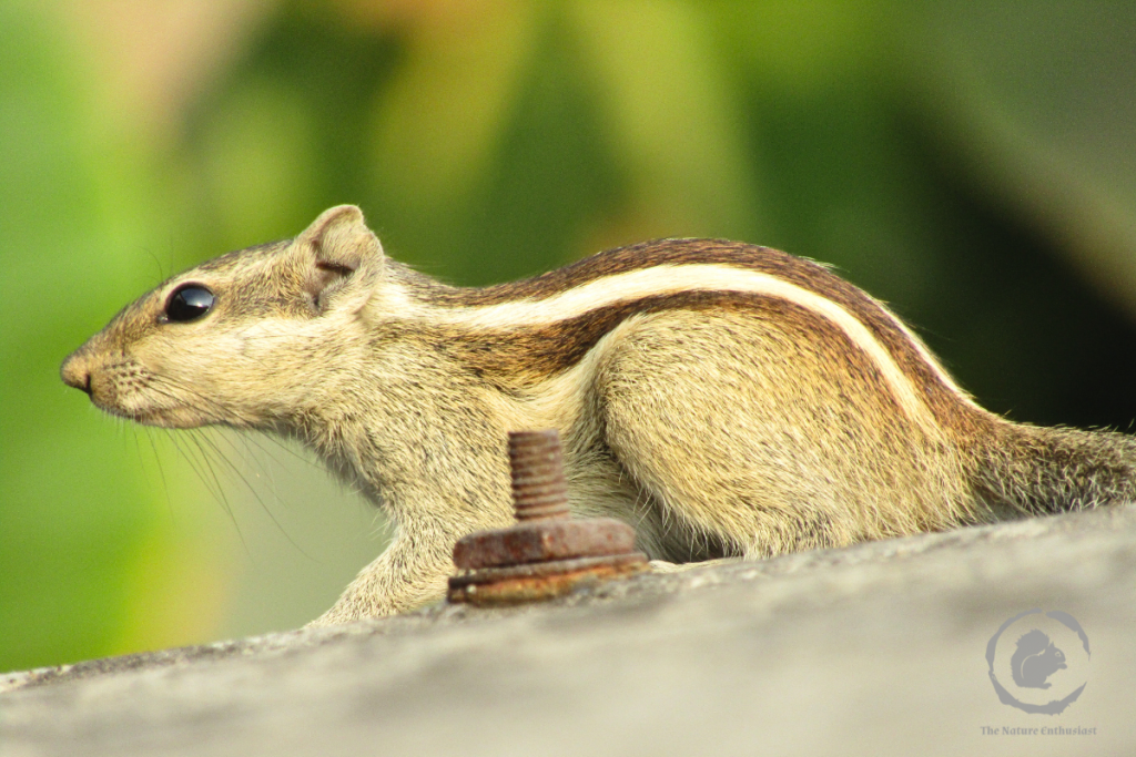 Squirrel on roof