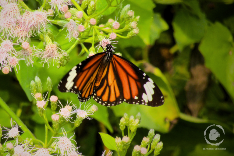 Butterfly Wing Colours: Nature's Most Brilliant Survival Strategy