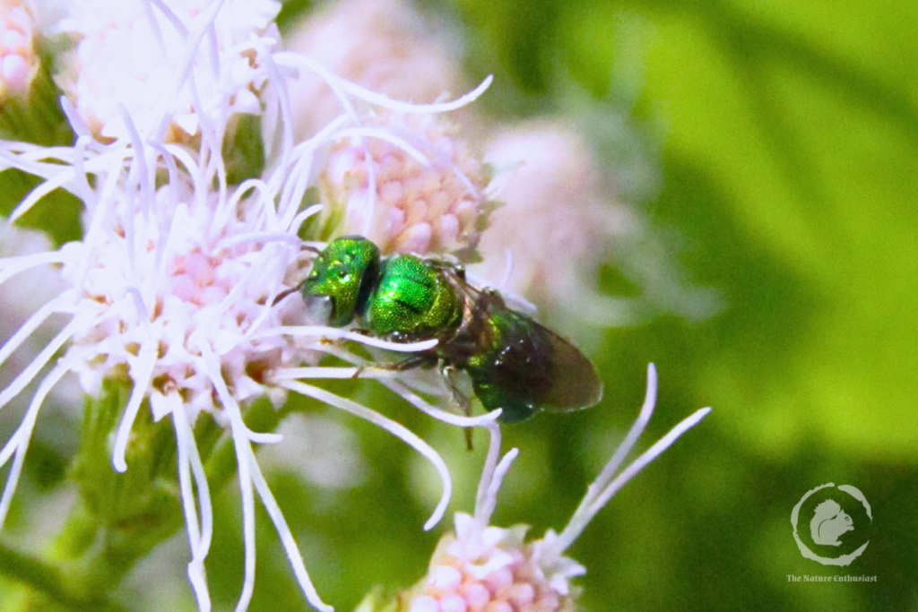 Green bee feeding on nectar and pollen from flower