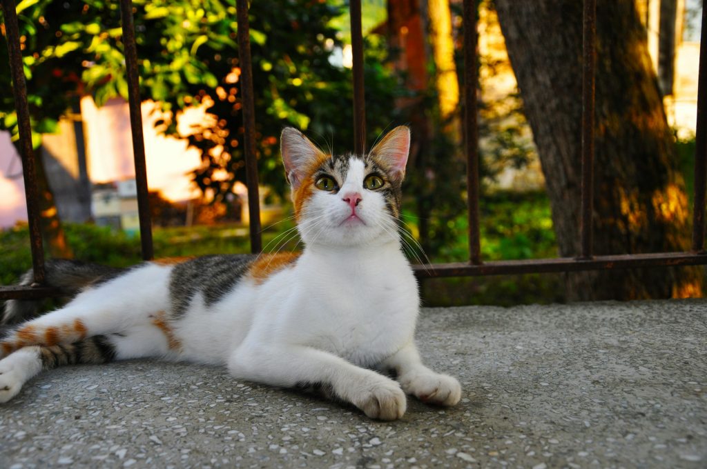 A calico cat