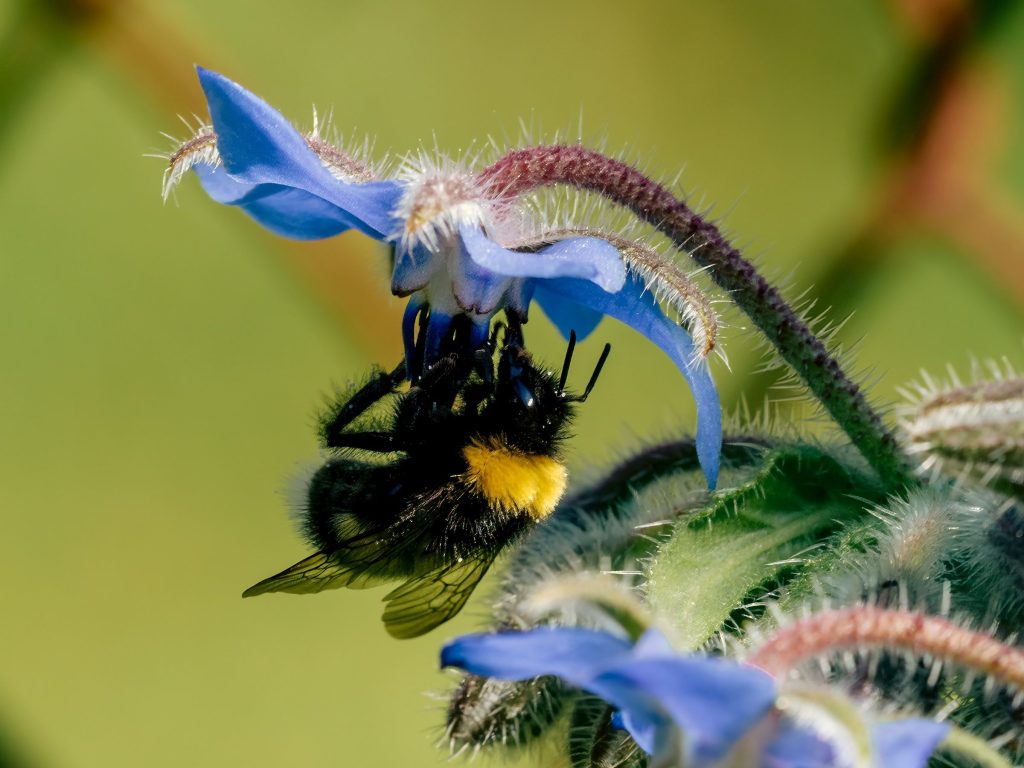 Companion planting enhances pollination of target crops