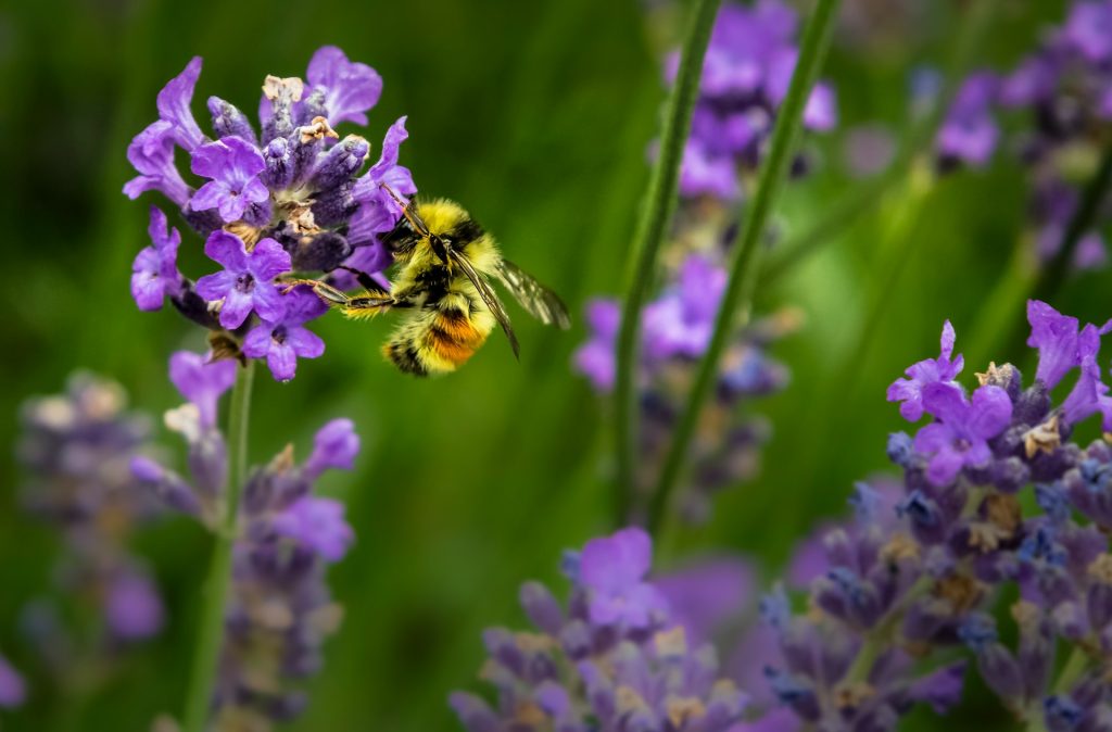 Bee visiting purple flower