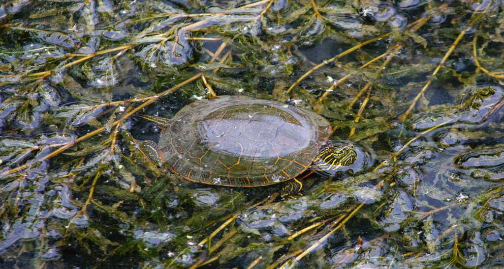 Turtle swimming among seaweeds