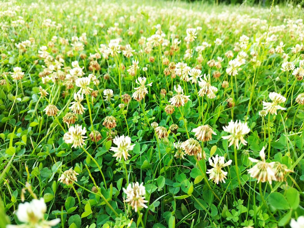 Companion planting with nitrogen fixers enhances soil nitrogen content