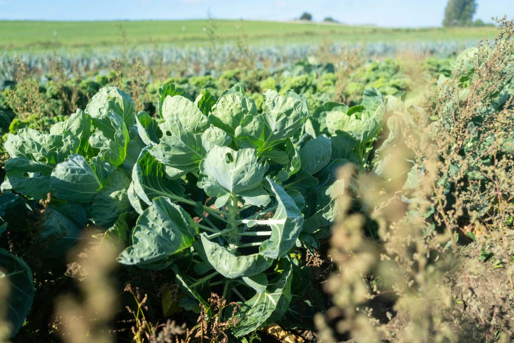 Companion planting keeps away pests from target crop