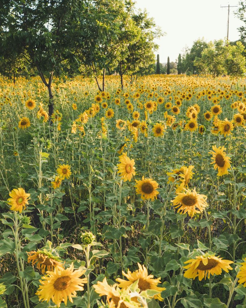 Sunflower field