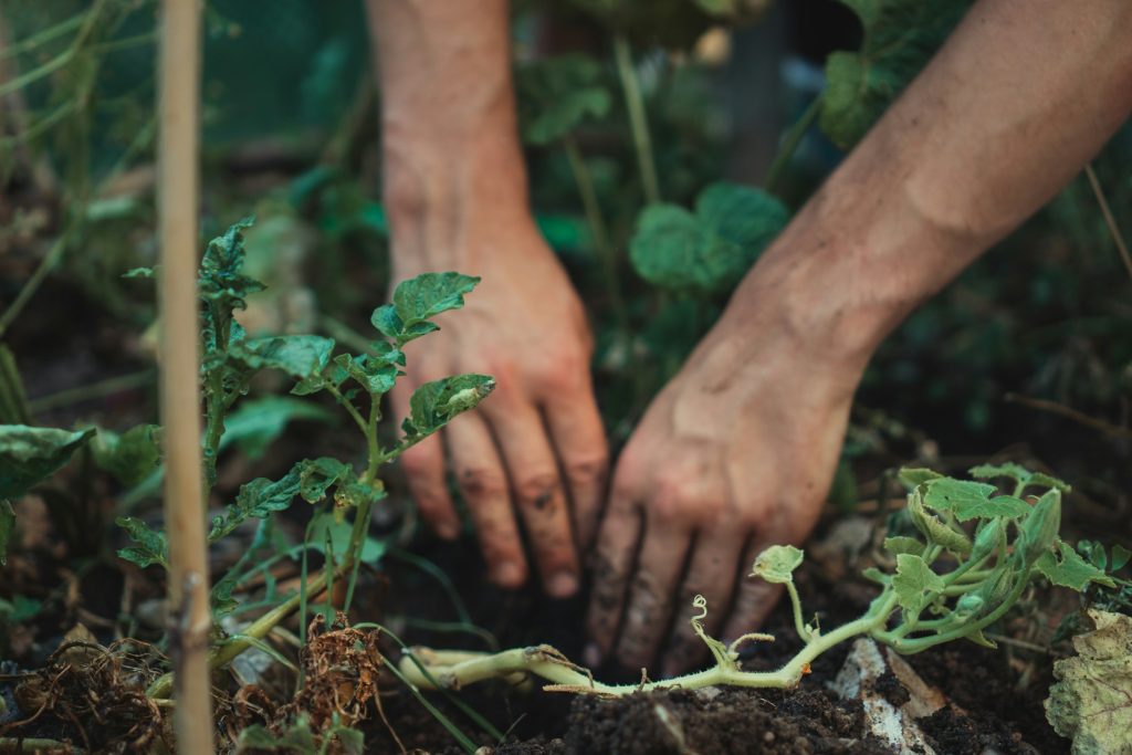 Companion planting enhances phosphorous uptake by crops