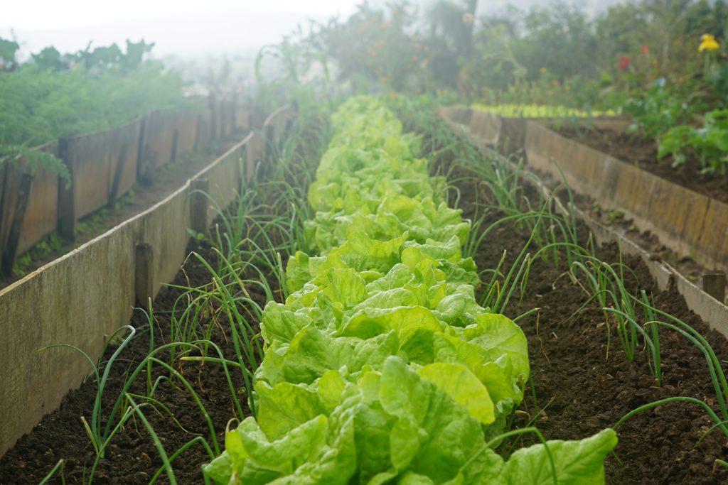 Companion planting two or more compatible plants is beneficial and enhances their growth