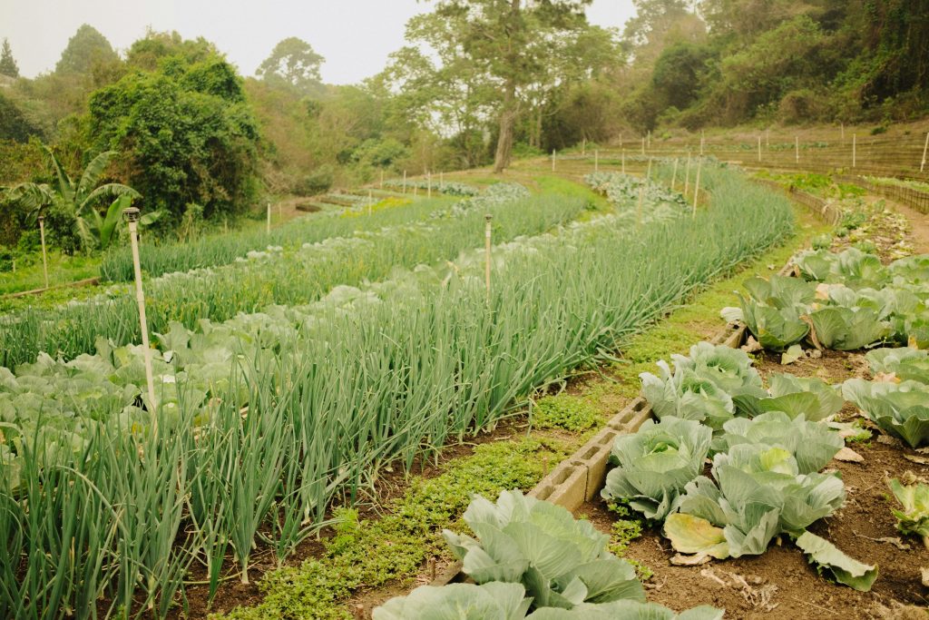 Companion planting reduces attack by plant pathogens and prevents spread of plant diseases