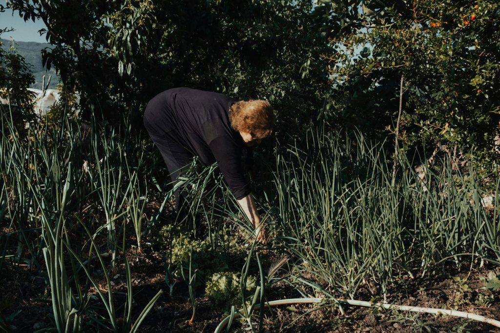 Companion planting in the garden