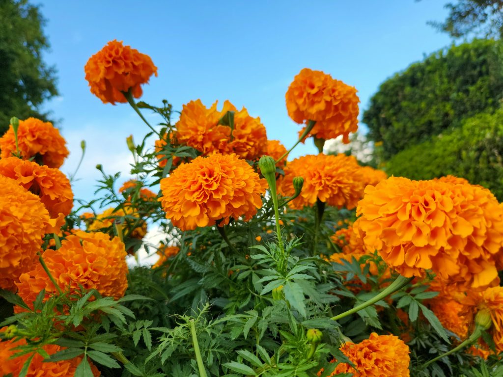 Marigold flowers
