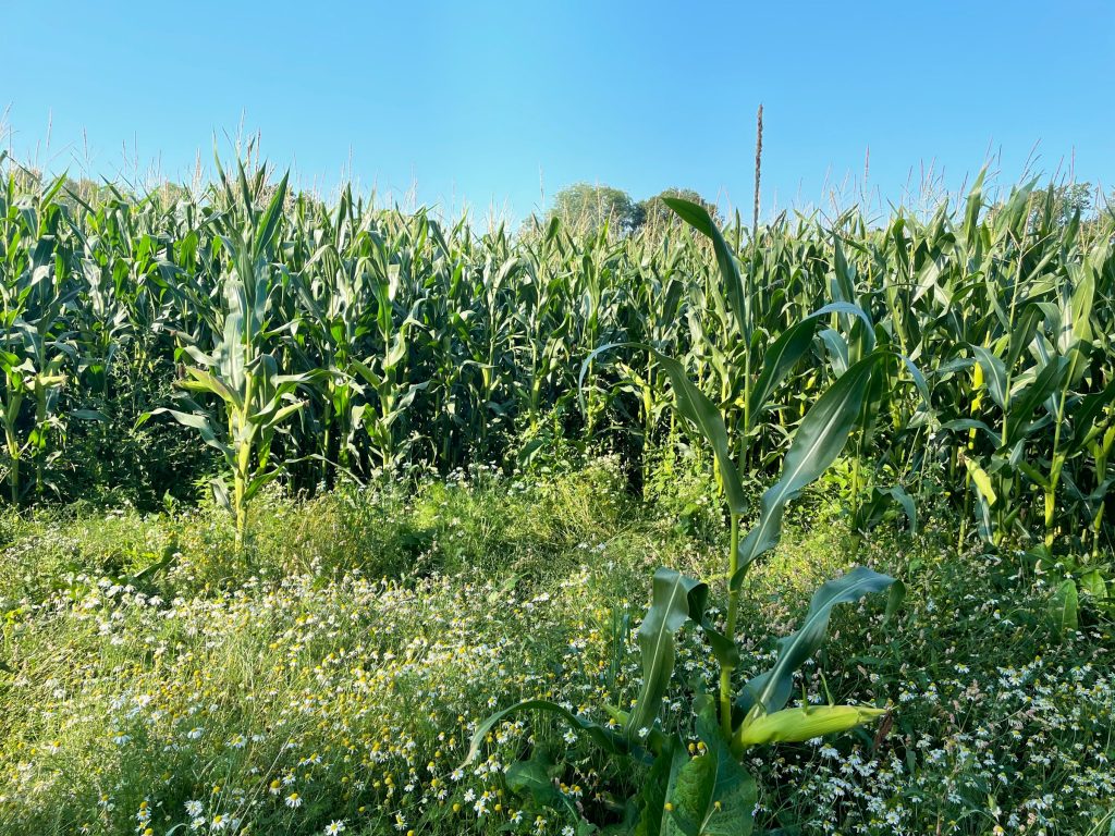 Companion planting prevents overgrowth of weeds