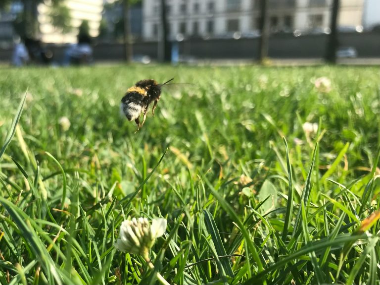 Bee in our city