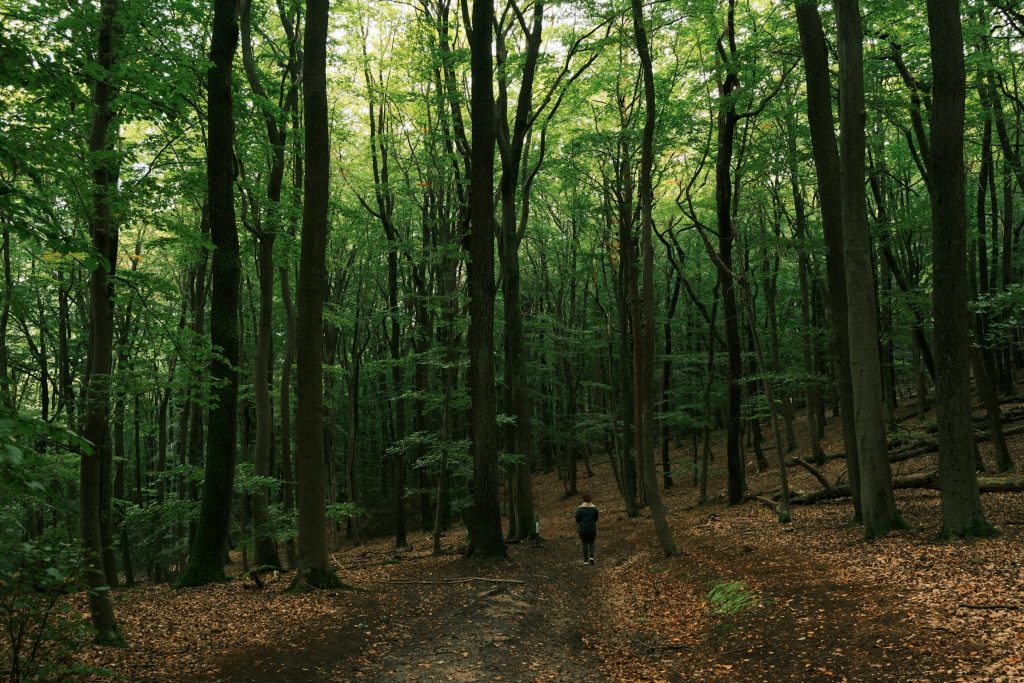 Nature may be the cure to your anxiety and stress