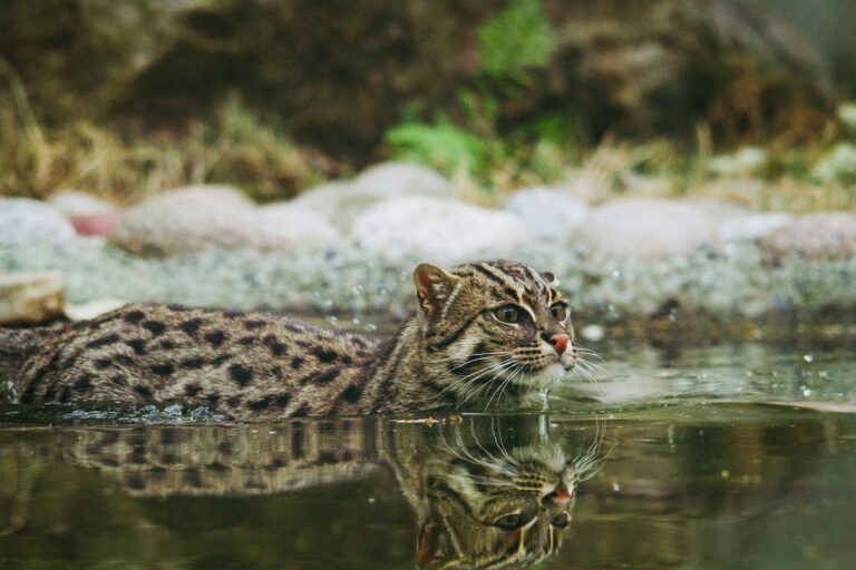 A Fishing cat swimming in the water