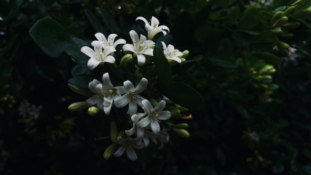 Night-blooming flowers are mostly white and fragrant