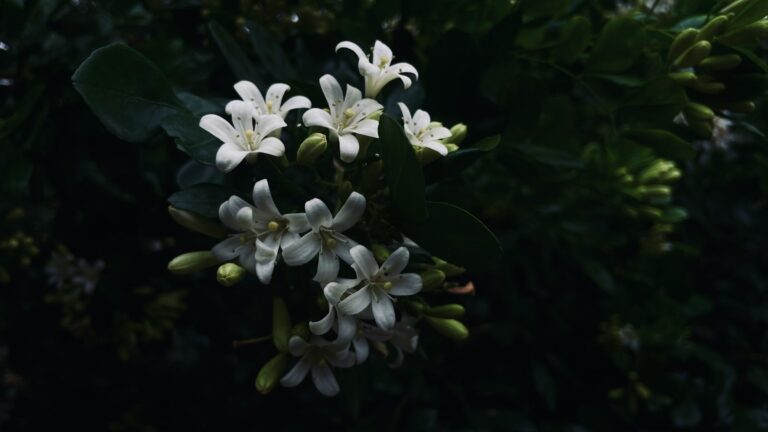 Night-blooming flowers are mostly white and fragrant