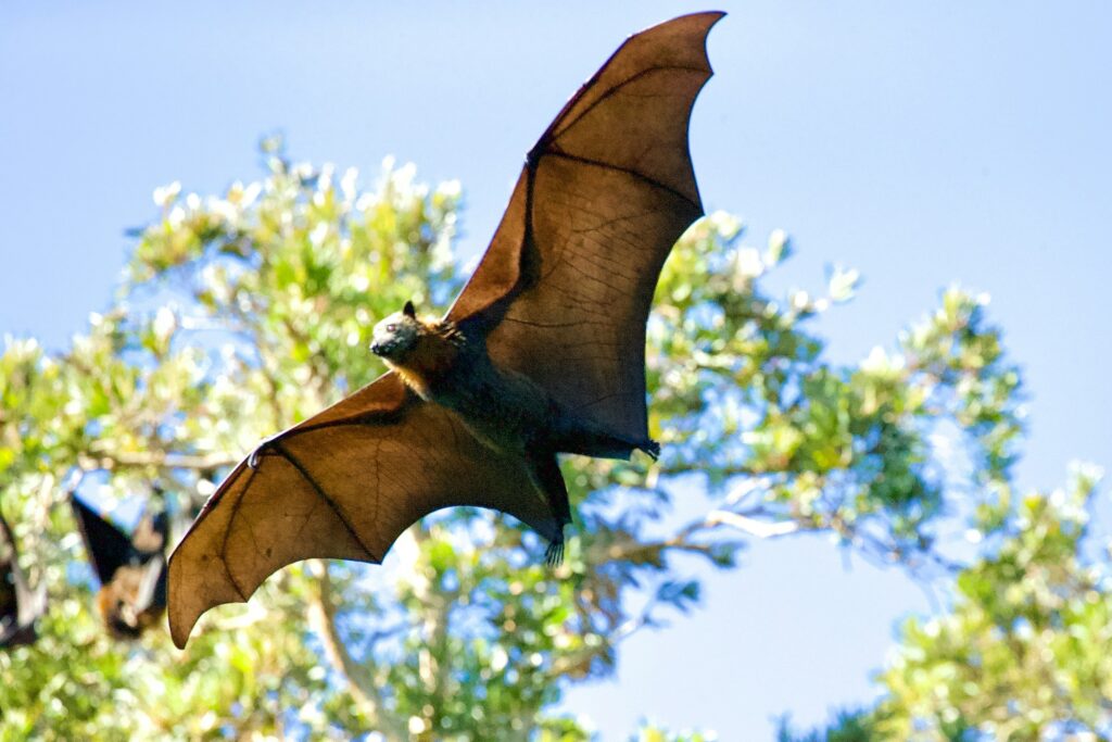 How do bats carry so many fatal viruses without getting sick?