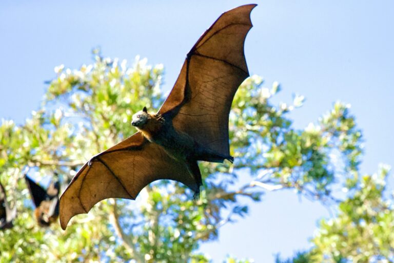 How do bats carry so many fatal viruses without getting sick?