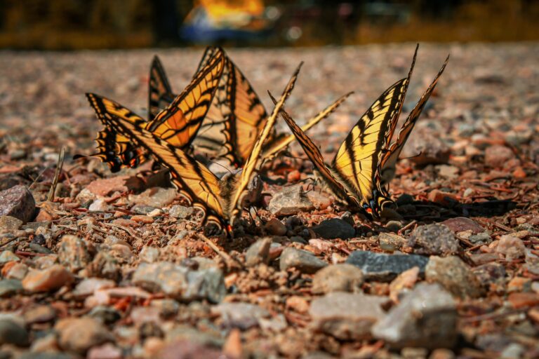 Deforestation is deleting colour off butterfly wings turning them duller by the day