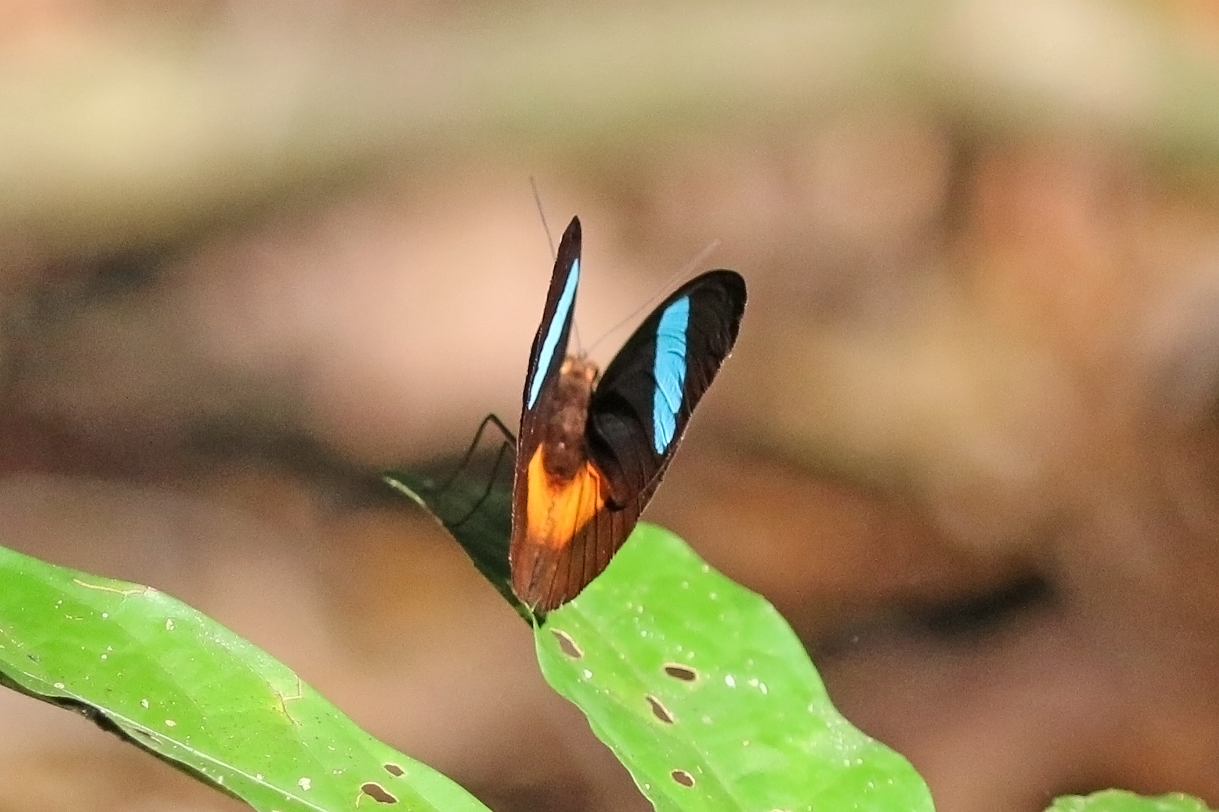 In the animal kingdom only the Obrina Olivewing butterfly (Nessaea obrinus) is known to produce a blue pigment