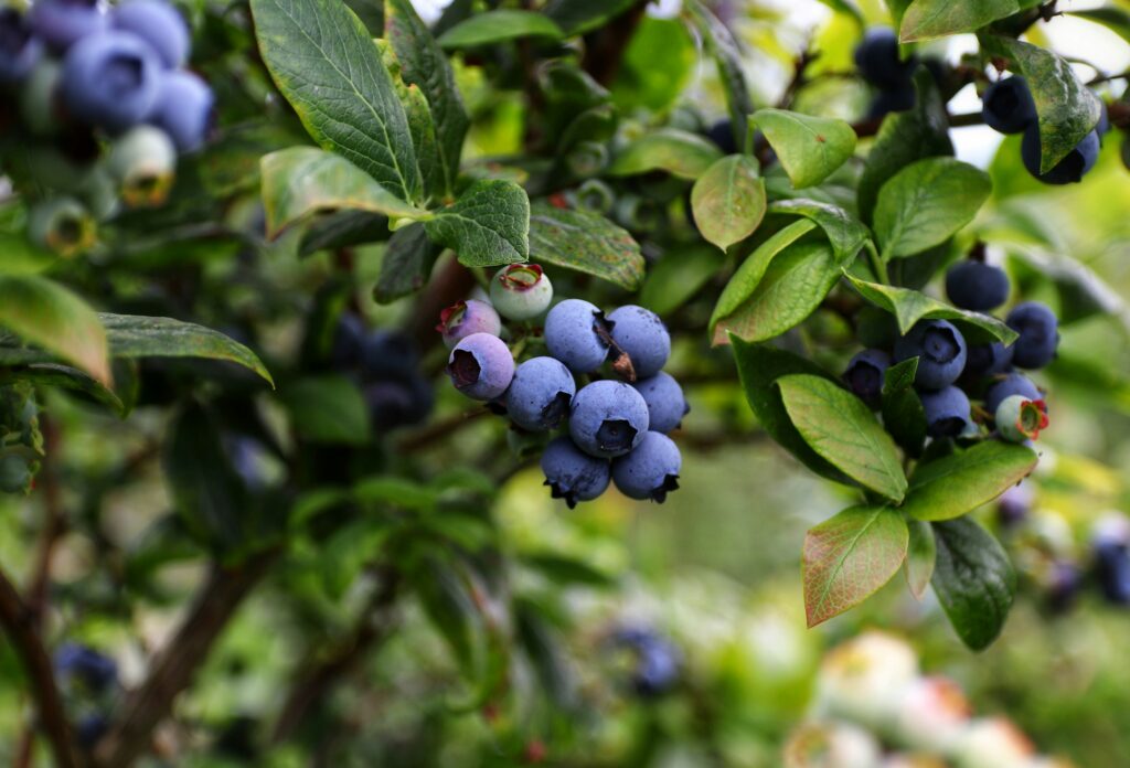 Blue colour of blueberries stands out against green foliage making them conspicuous to frugivores