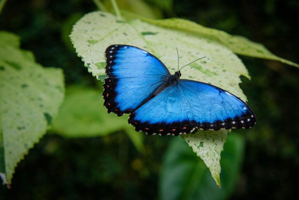 Blue Morpho butterflies use structural colours to appear blue