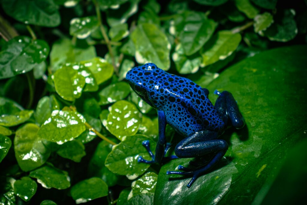 The blue poison dart frog uses blue colour to warn predators of their venomous nature