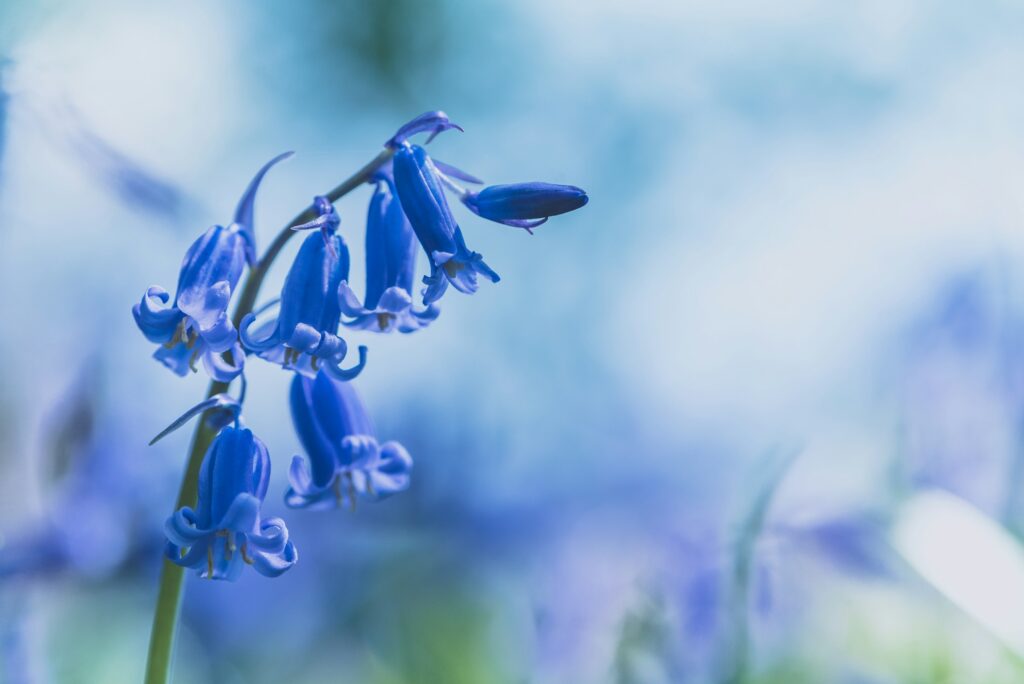 Bluebells appear blue due to anthocyanins under high pH conditions