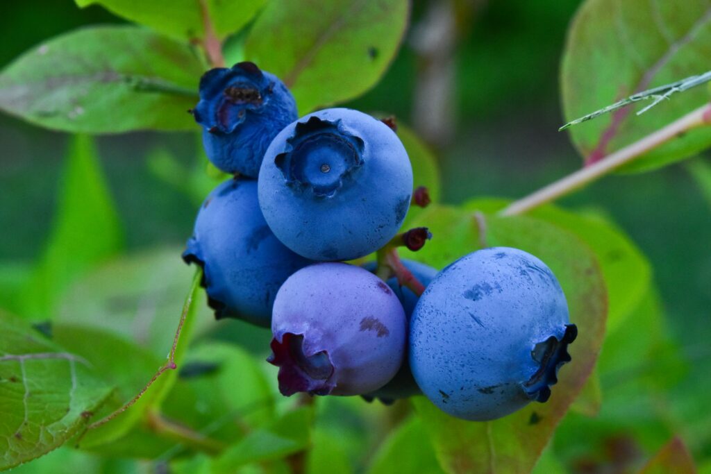 blueberries are not blue but nearly black