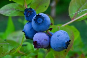 blueberries are not blue but nearly black