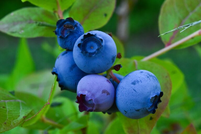 blueberries are not blue but nearly black