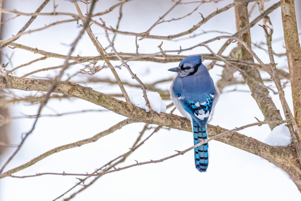 The Blue Jay appear blue due to the keratin nanostructure of its feathers