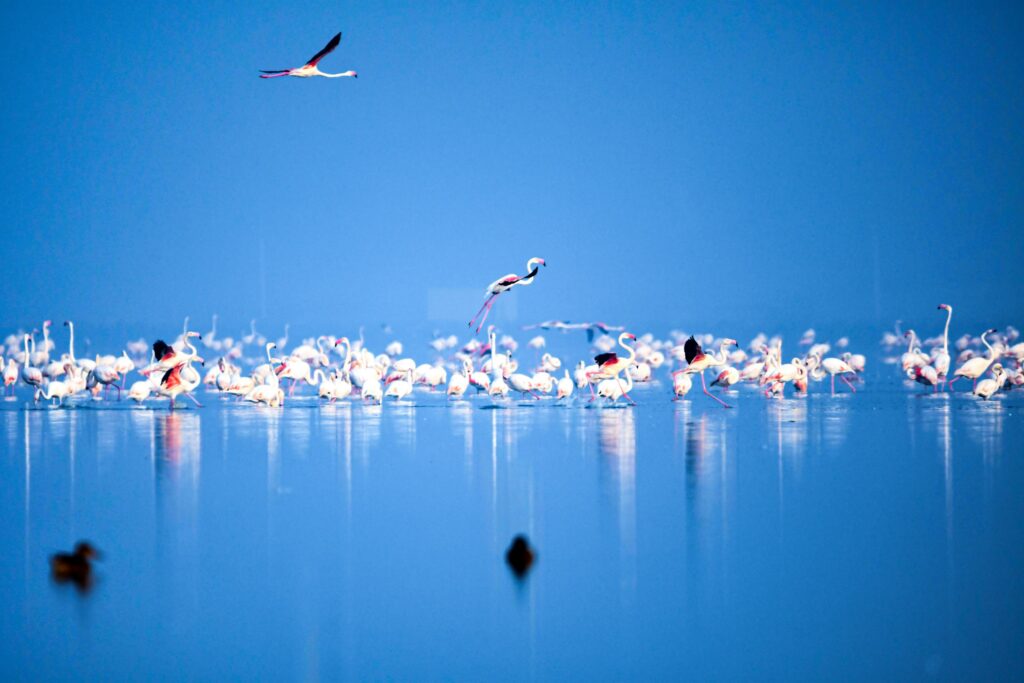 A flamboyance of Flamingos