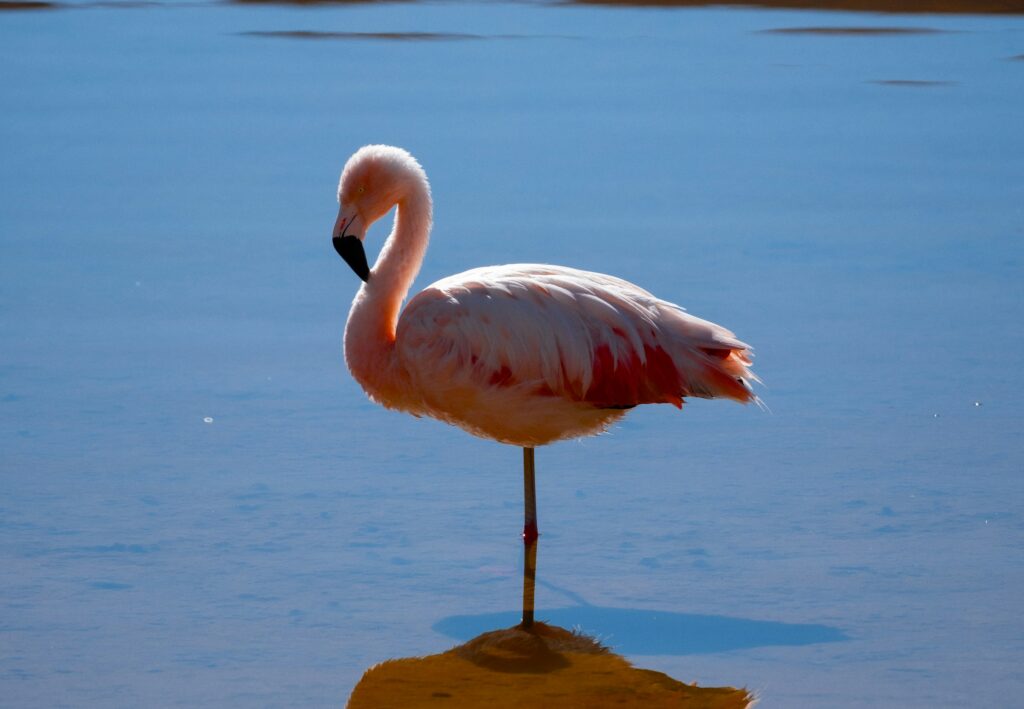 Flamingo standing on one leg in water