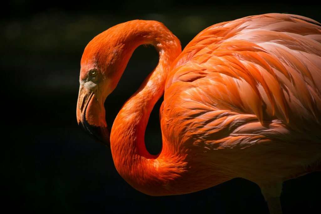 Flamingos get their pink colour from carotenoids in the food they eat