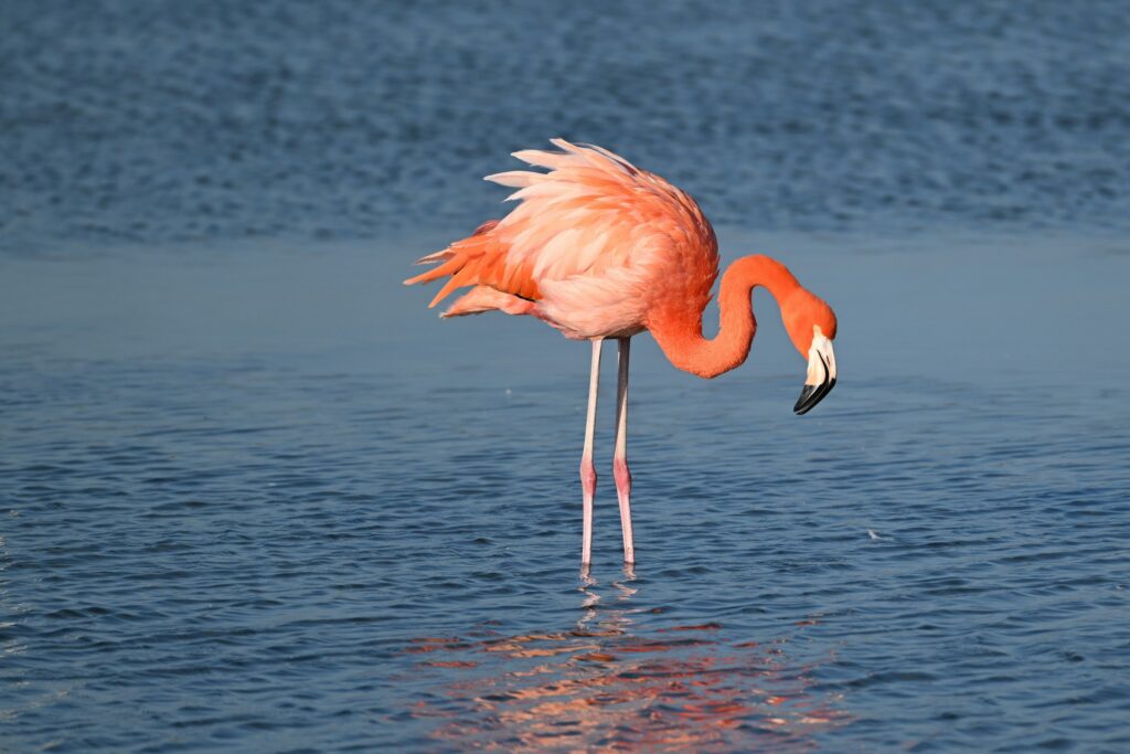 The pink colour of the Flamingo comes from red carotenoid pigments in the food they eat.