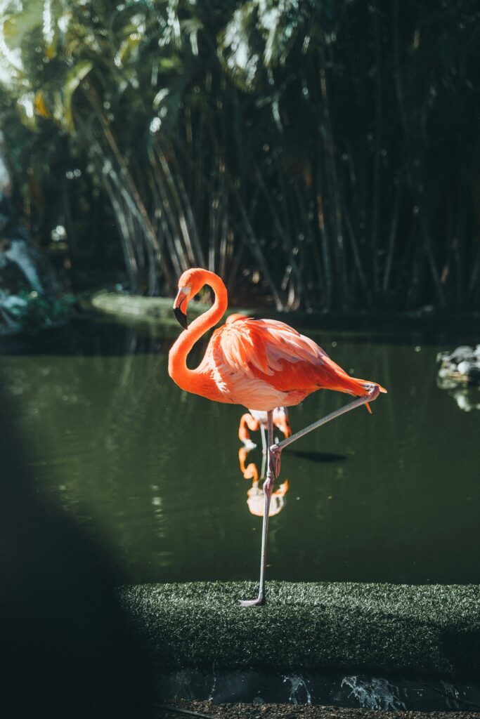 Flamingos stand on one leg effortlessly