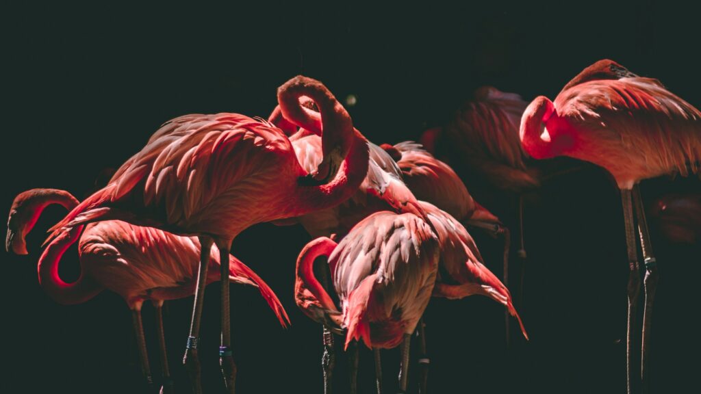 Flamingos apply makeup to enhance the pink colour of their feathers