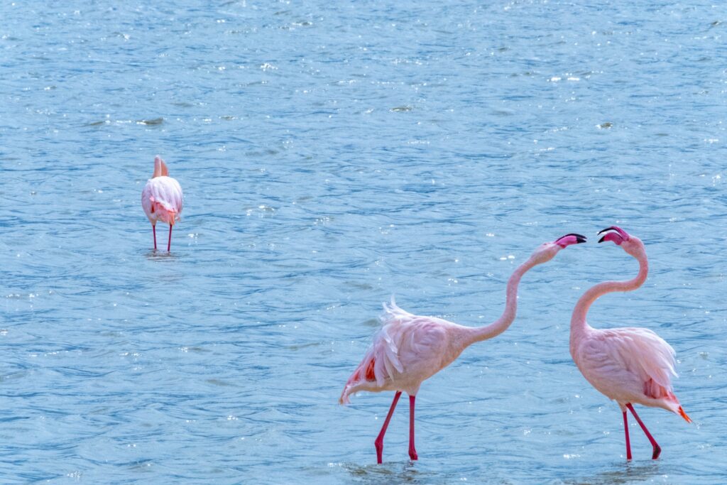 The pinkest Flamingos are first to mate and get the best breeding sites
