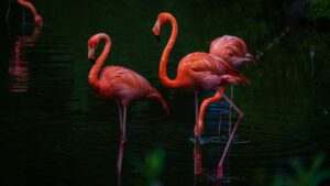 Why are Flamingos Pink?