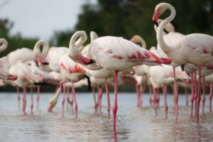 Flamingos standing on one foot