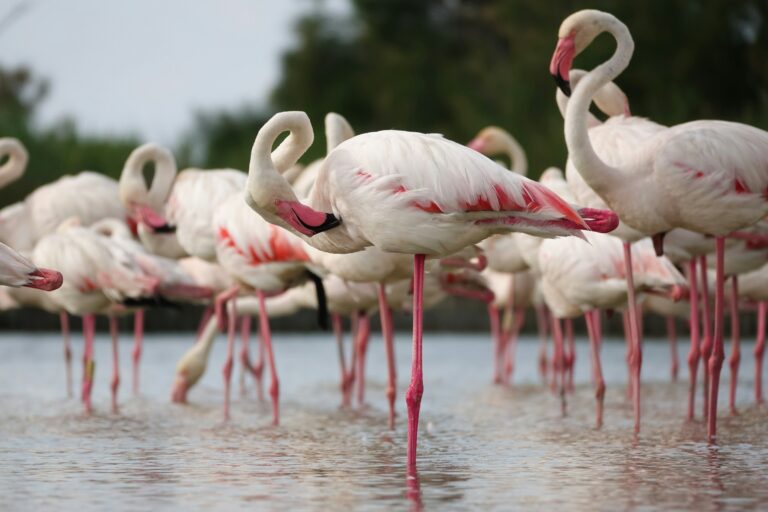 Flamingos standing on one foot