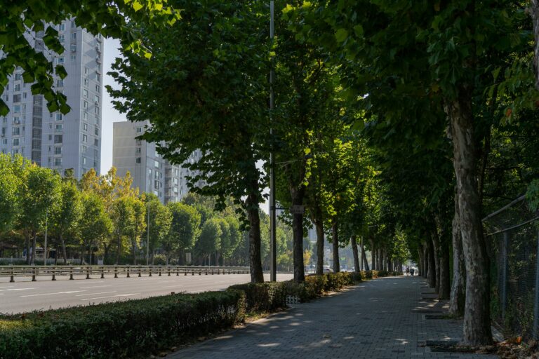 Can trees dial down urban heating