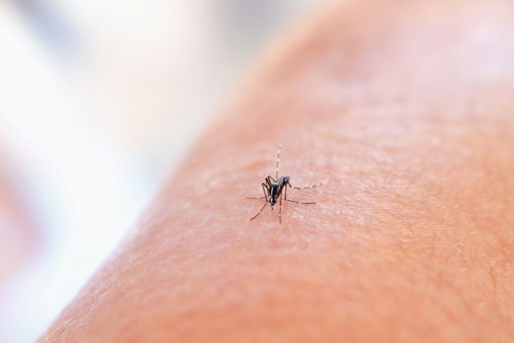 Why mosquitoes bite some people more