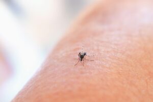 Why mosquitoes bite some people more