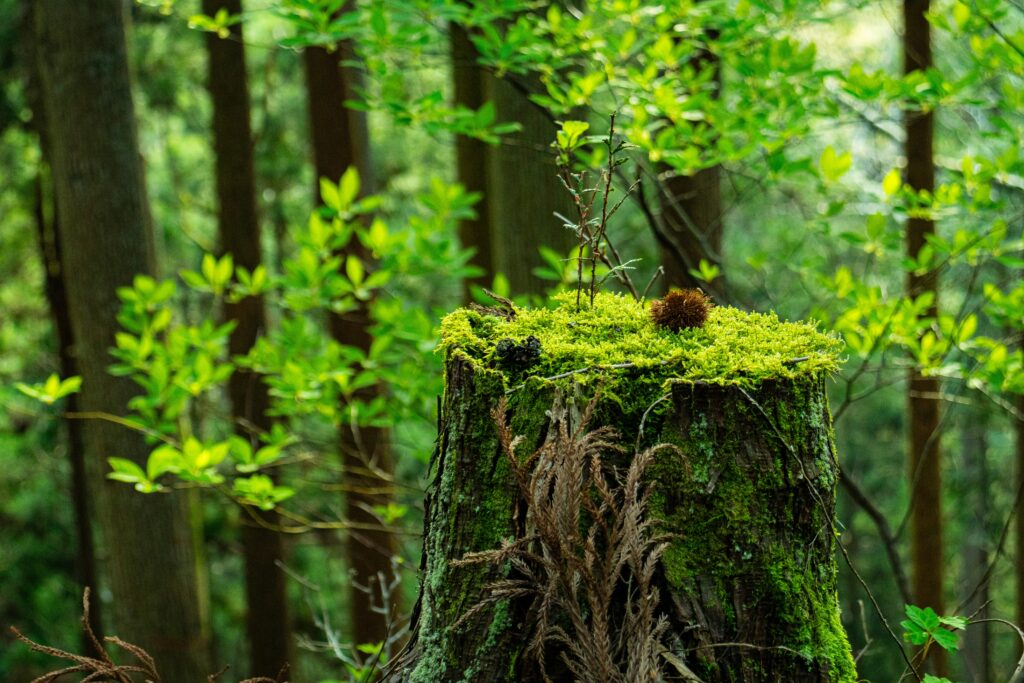 Trees never really die as surrounding trees keep stumps alive