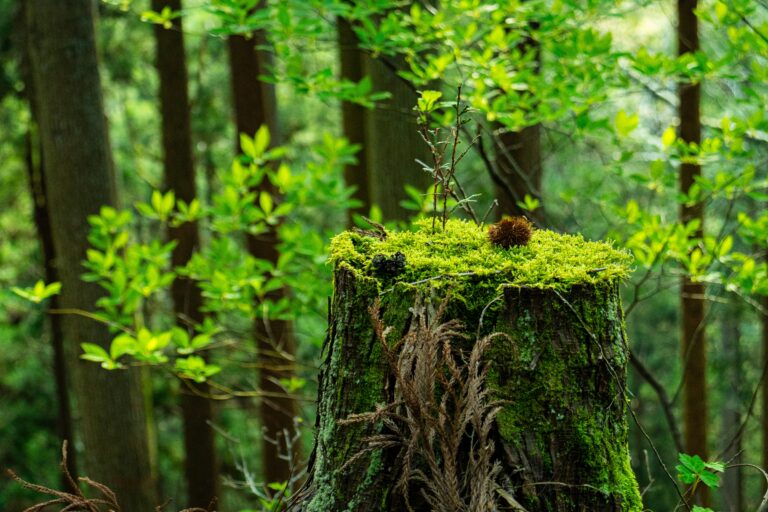 Trees never really die as surrounding trees keep stumps alive