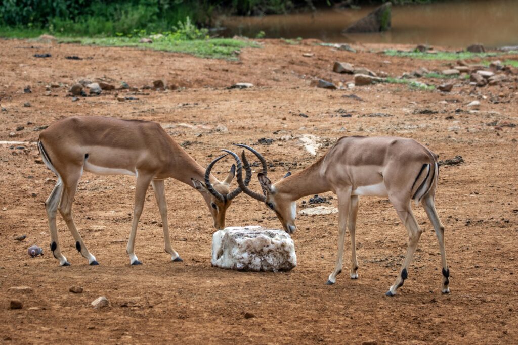 Two deer licking a salt block